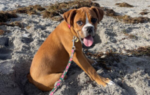 Jupiter FL off-leash dog beach